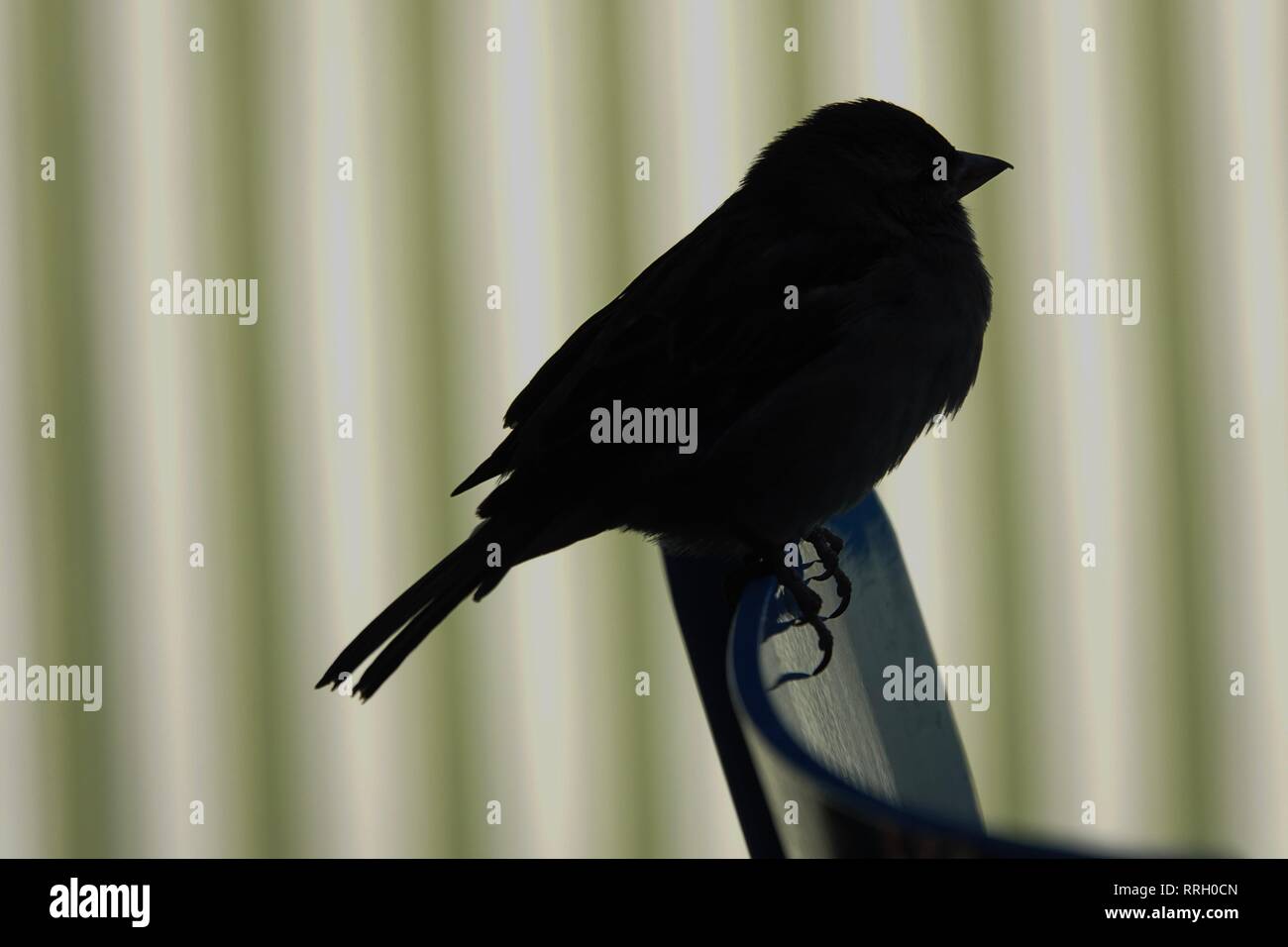 Die Silhouette eines Vogel sitzt auf einem Sessel zurück mit einem Hintergrund von grünen und weißen Streifen. Stockfoto
