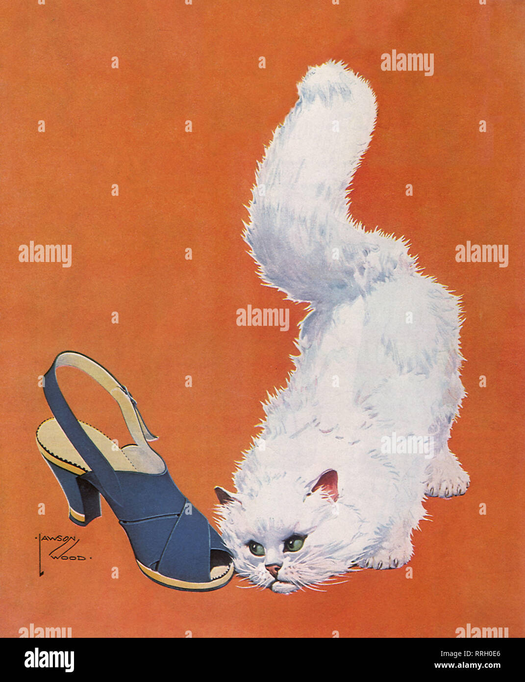 Weiße Katze Augen Schuh. Stockfoto