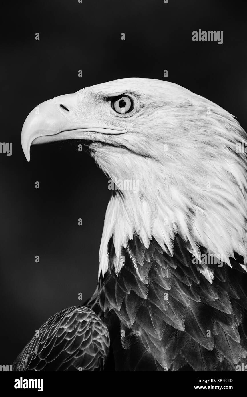 Bald Eagle Portrait, Howell Wildlife Rehabilitation Center, Michigan Stockfoto