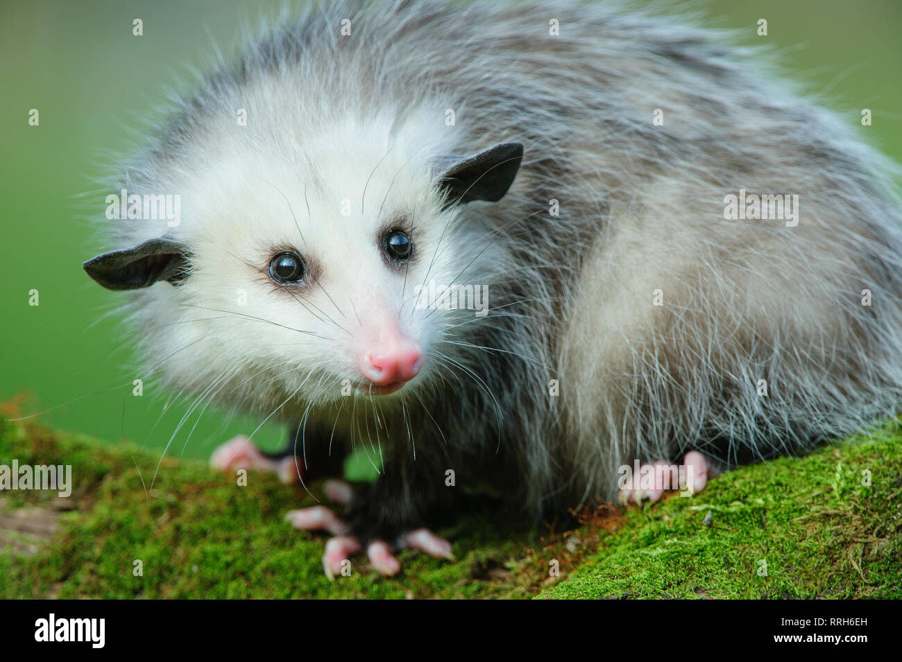 8 Monate altes junges Opossum im Howell Nature Center (Rehabilitationszentrum für Wildtiere) Stockfoto