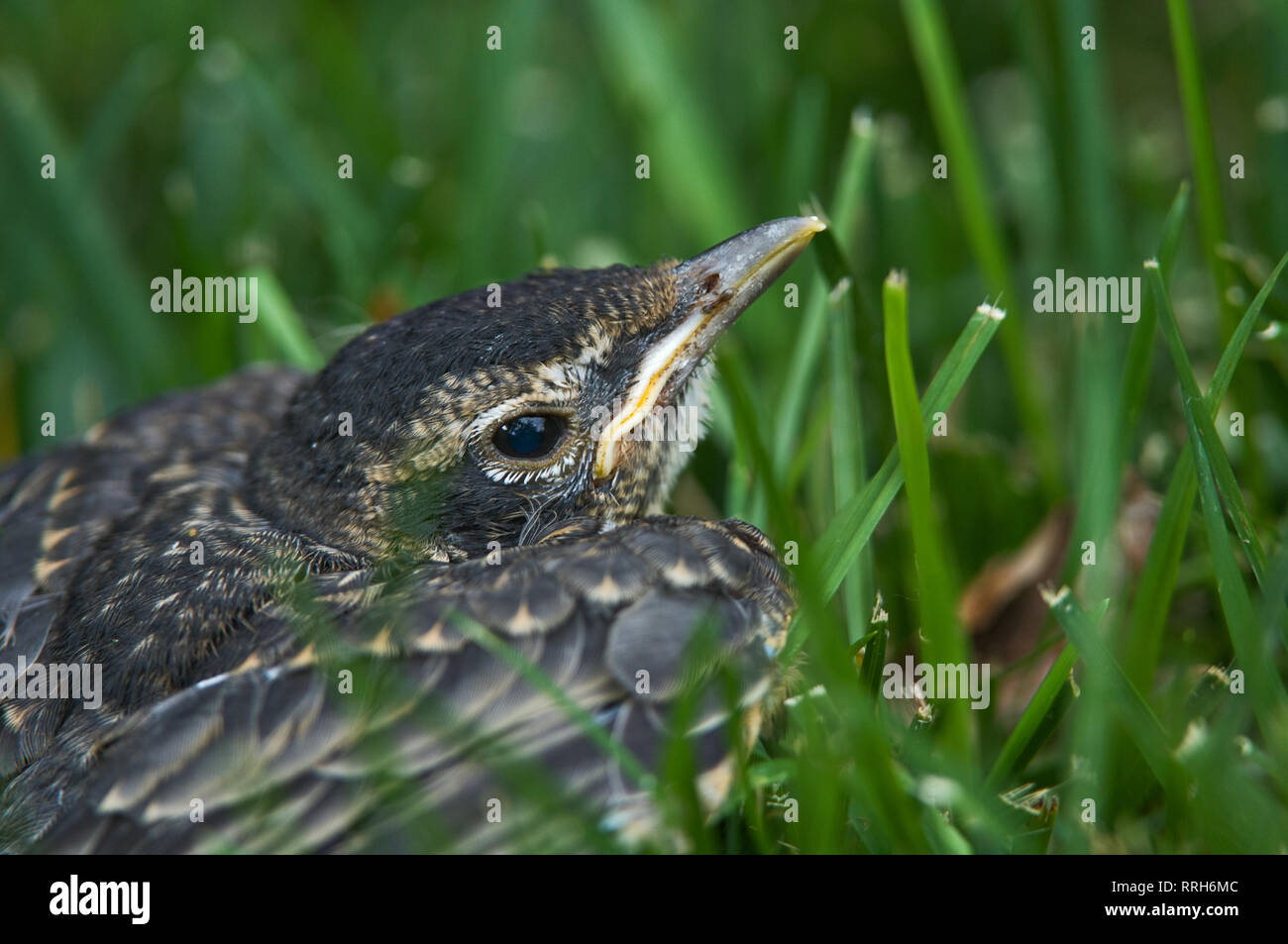 Junge amerikanische Robin (Turdus migratorius) in einem Vorort von Rasen, Sterling Heights, Michigan, USA Stockfoto
