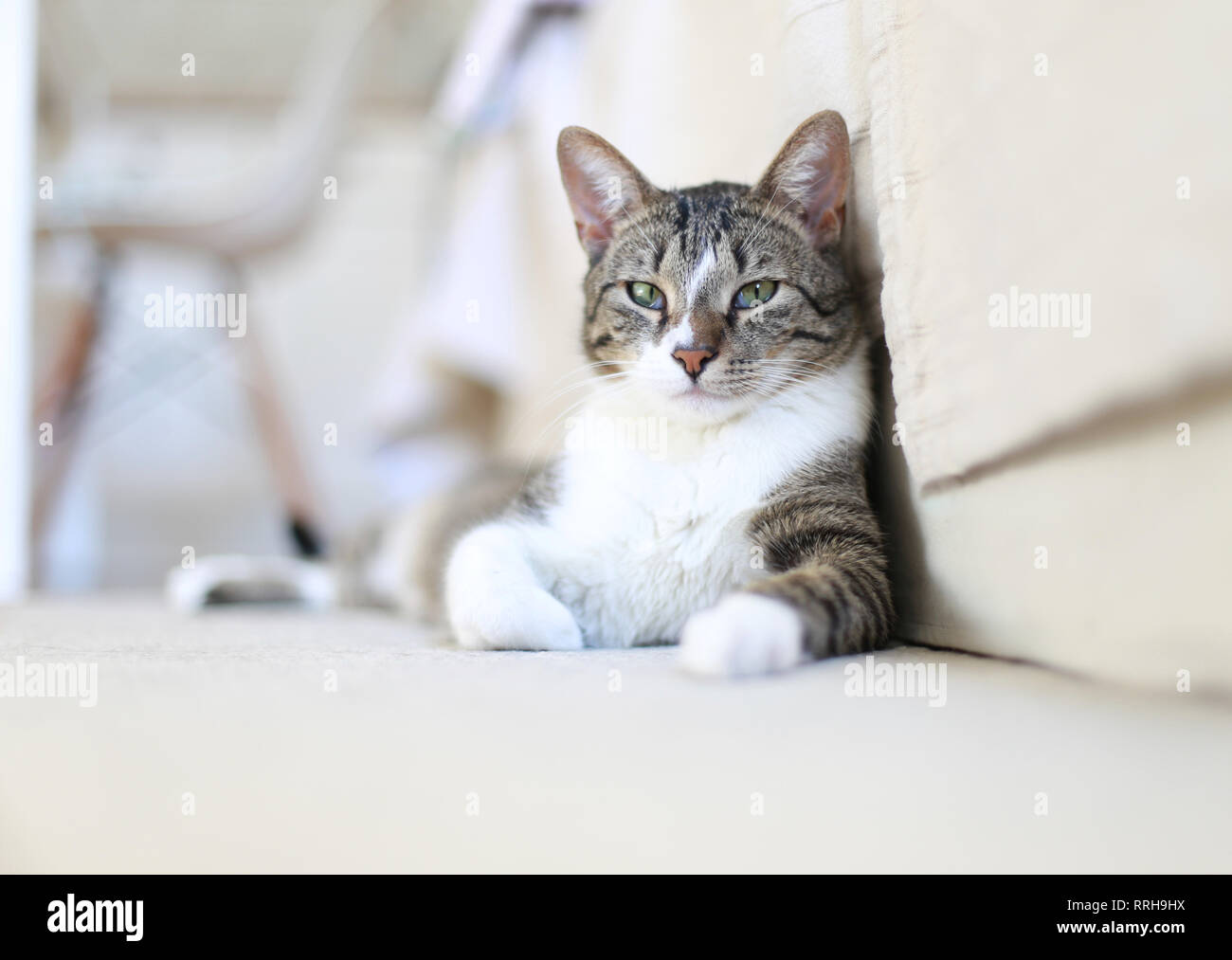 Süßes Katzen-Porträt auf dem Boden Stockfoto
