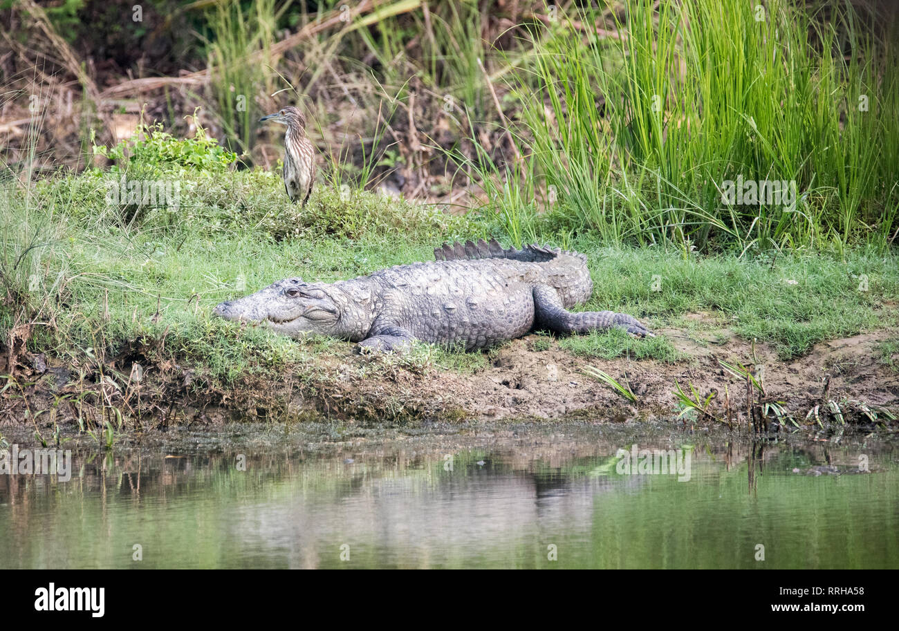 Mugger crocodile friedlich koexistiert mit einem Indischen Teiches Reiher im Chitwan Nationalpark in Nepal Stockfoto