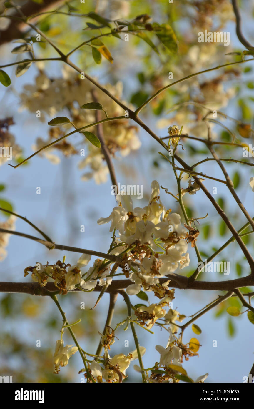 Drumstick Blumen oder Moringa oleifera in Kalkutta, Indien. Stockfoto
