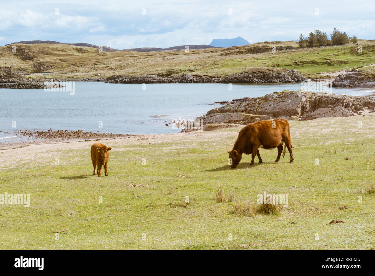 Kühe auf remote Firemore Strand, Wester Ross, Scottish Highlands, Großbritannien Stockfoto