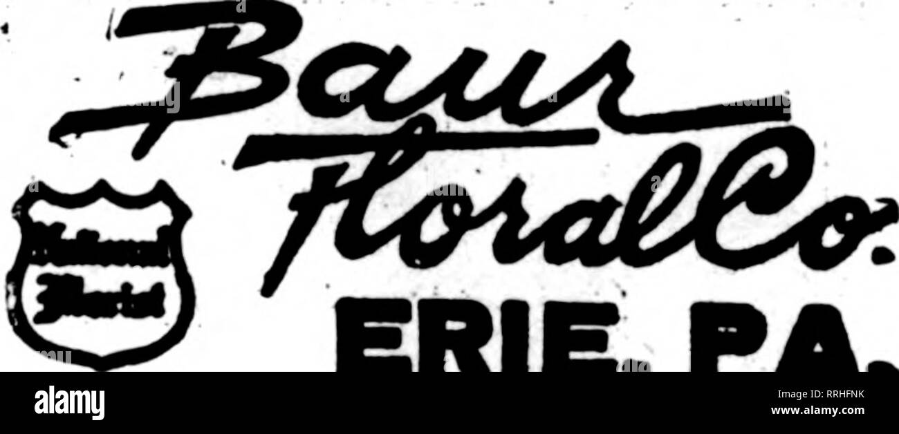 . Floristen Review [microform]. Blumenzucht. Fortress Monroe, Virginia's nokpoltk tbleqraph Florist, spezielle Messenger Service vor Ort. Sl.00 Die Floristen Telegrfiph Lieferung Association. 1 UNIONTOWN, PA. L "adins Ftorlata "STENSON & Amp; McGRAIL, "^^11 Morcantown Straße frischen heimischen Pflanzen und Schnittblumen jederzeit Giles, das Blumengeschäft lesen, PENNA. Mitglied F. T. D. J. V. SCHICHT ERIE, PA. Schreiben, anrufen orWirex^ h 'Wv^. ERIE, PA. PITTSTON, PA. ^^3''"""" MARTHA HUNTLEY HOUSER Hember von P.T. D.8 Williams Street HUNTINGDON, PA. J. LESLIE LAIRD %{ist, Se°g^WARREN, PA. Cres Stockfoto
