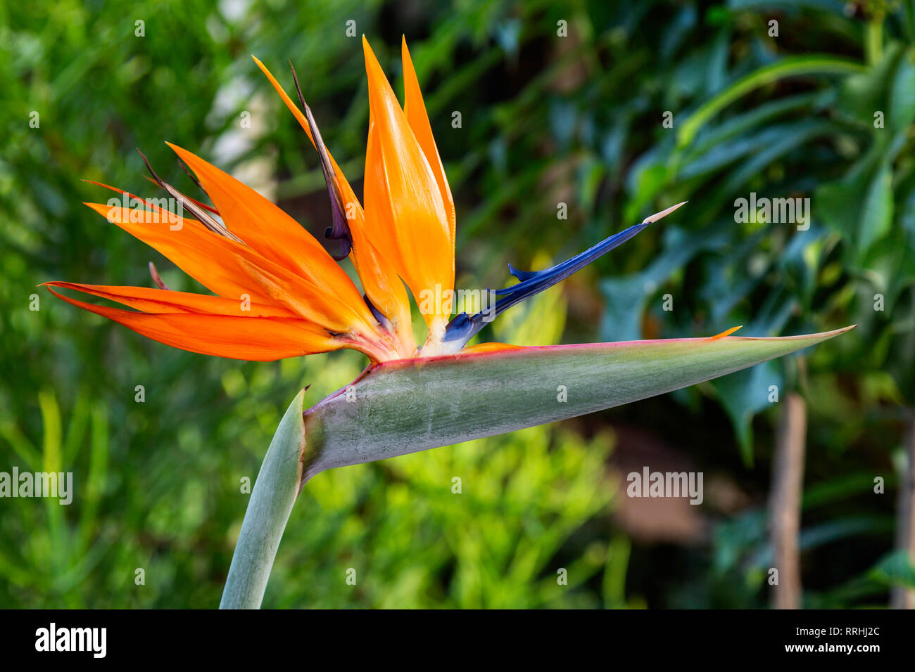 Paradiesvogel Blume Stockfoto