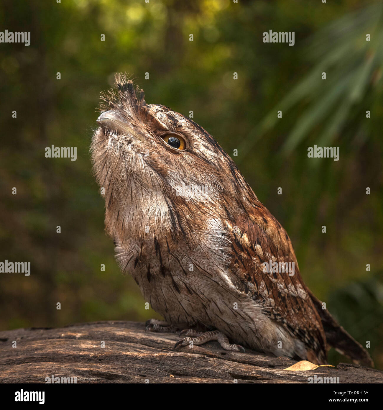 Frogmouth australische Vogel Stockfoto