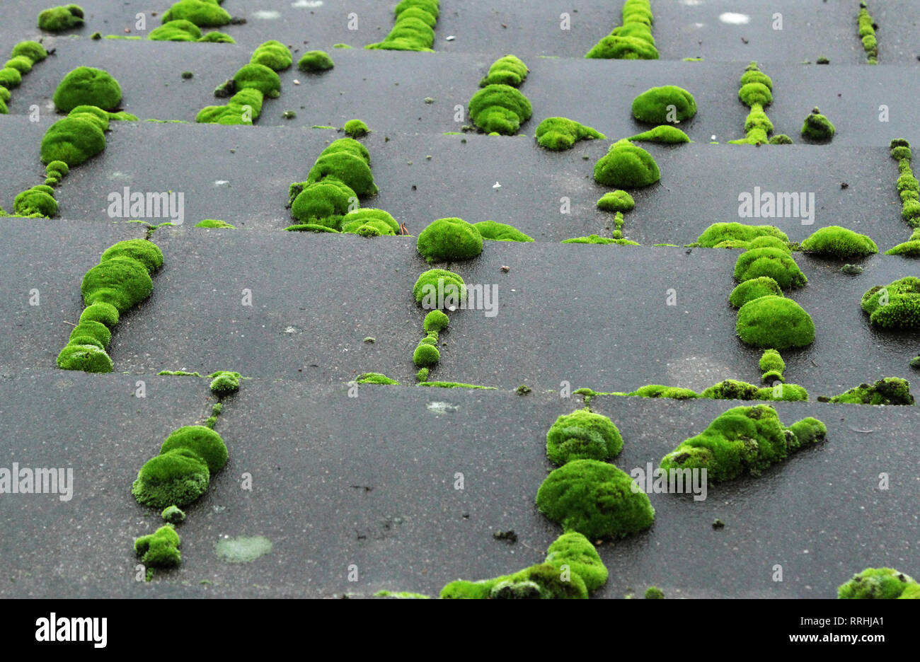 Helle grüne Klumpen von Moos wächst in den Lücken auf feuchten nassen Schiefer Dachziegel. Stockfoto