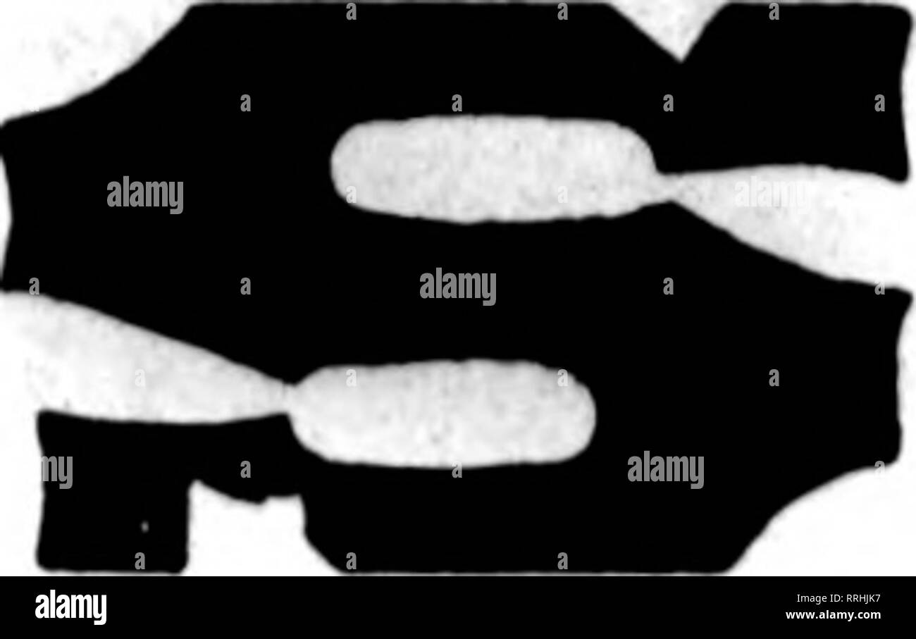 . Floristen Review [microform]. Blumenzucht. Jetzt zur Hand und zur Lieferung bereit. Um auf einmal und sichere schnelle Lieferung. Single Betten Hyazinthen, sechs verschiedene Farbtöne, $ 3,00 pro 100; $ 27,00 pro 1.000. Miniatur Hyazinthen, genannt, Gertrude, Gigantea, Lady Derby, Grand Maitre, Johan, König des Blues, Königin des Blues, La Grandesse, L'Innocence, $ 2,00 pro 100; $ 18,00 pro 1.000. rirst Größe namens Hyazinthen, Moreno, Gigantea, Ger - trude, Kardinal Wiseman, Grand Maitre, Königin des Blues, Johan, L'Innocence, La Grandesse, Mme. Van der Hoop, Lady Derby, $ 6,00 pro 100; $ 55,00 pro 1.000. Zweite Si Stockfoto