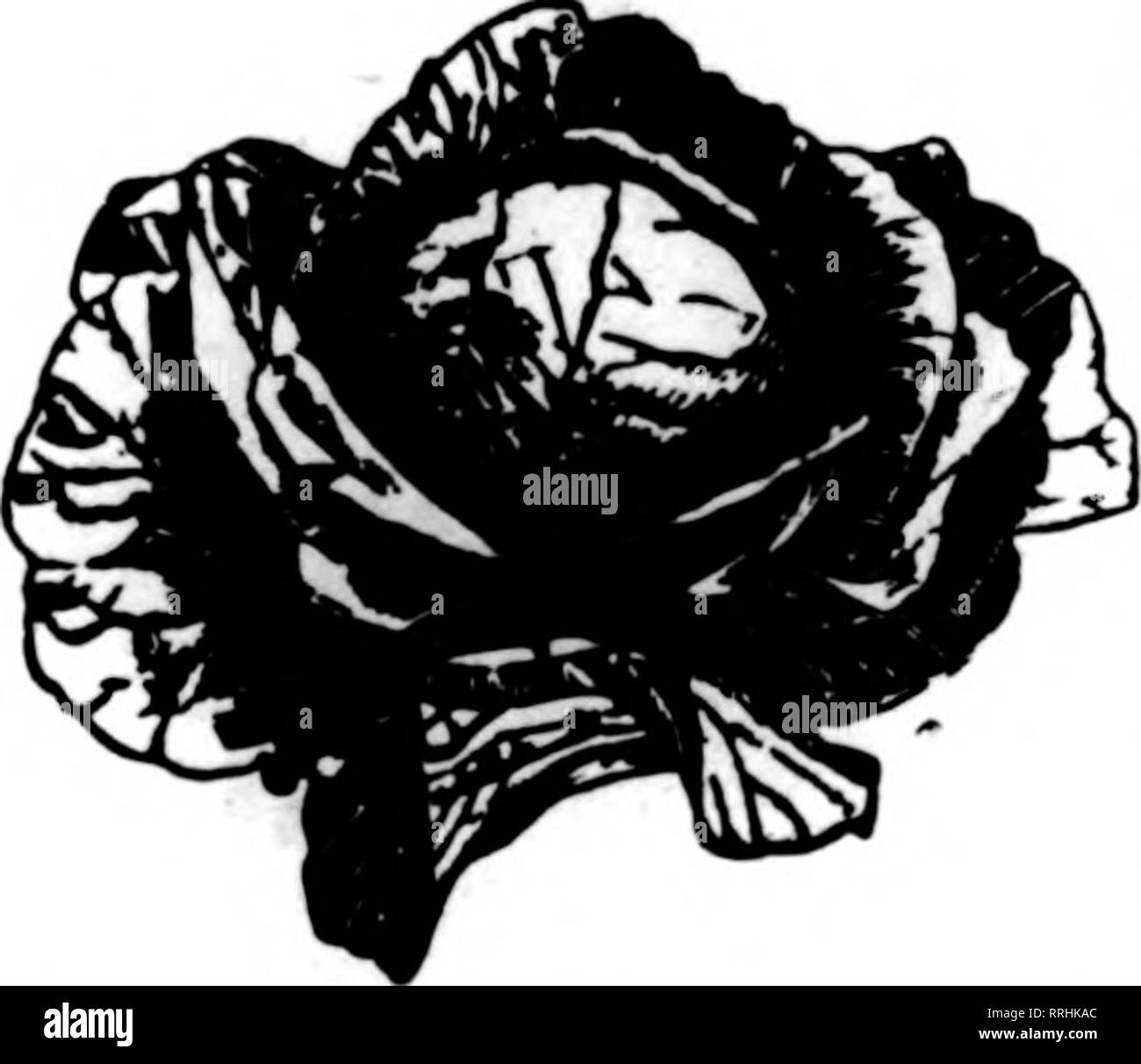 . Floristen Review [microform]. Blumenzucht. 82 Die Floristen^ Review Matte 15, 191 *. General Manager der William Bahr Söhne Co. und der Getreideerzeugnisse Co., ist stellvertretender Vorsitzender. W. L. Hamilton, der in den letzten fünf Jahren verantwortlich für die Samen leicht Abteilung der Hamilton Mfg. Co., Tv^ro Eivers, Wis gehabt hat, ist Sekretär und Schatzmeister. Die Verwal- tungsrates sind wie folgt: Charles A. Kunz, F. Miller, A. und W. L. Hamilton. Niederlassungen in Min nesota festgelegt werden, nach den Plänen des neuen Präsidenten und General Manager der Firma, die mit der madson Unternehmen für zwanzig wurde - drei Stockfoto