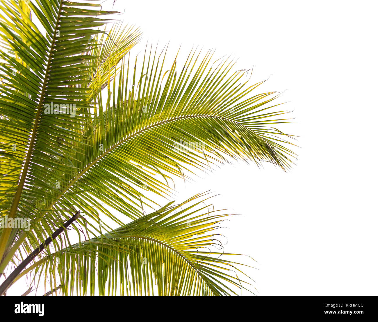 Unter der Kokospalme und Kokosblättern auf einem weißen Hintergrund. Stockfoto