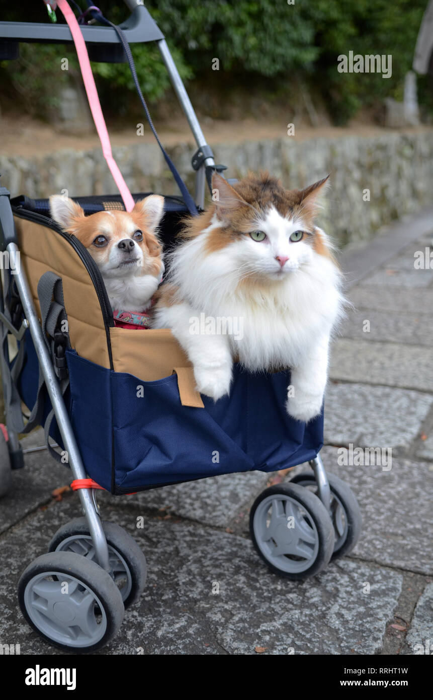 Katze und Hund zusammen getragen durch Eigentmer in einen Kinderwagen  Stockfotografie - Alamy