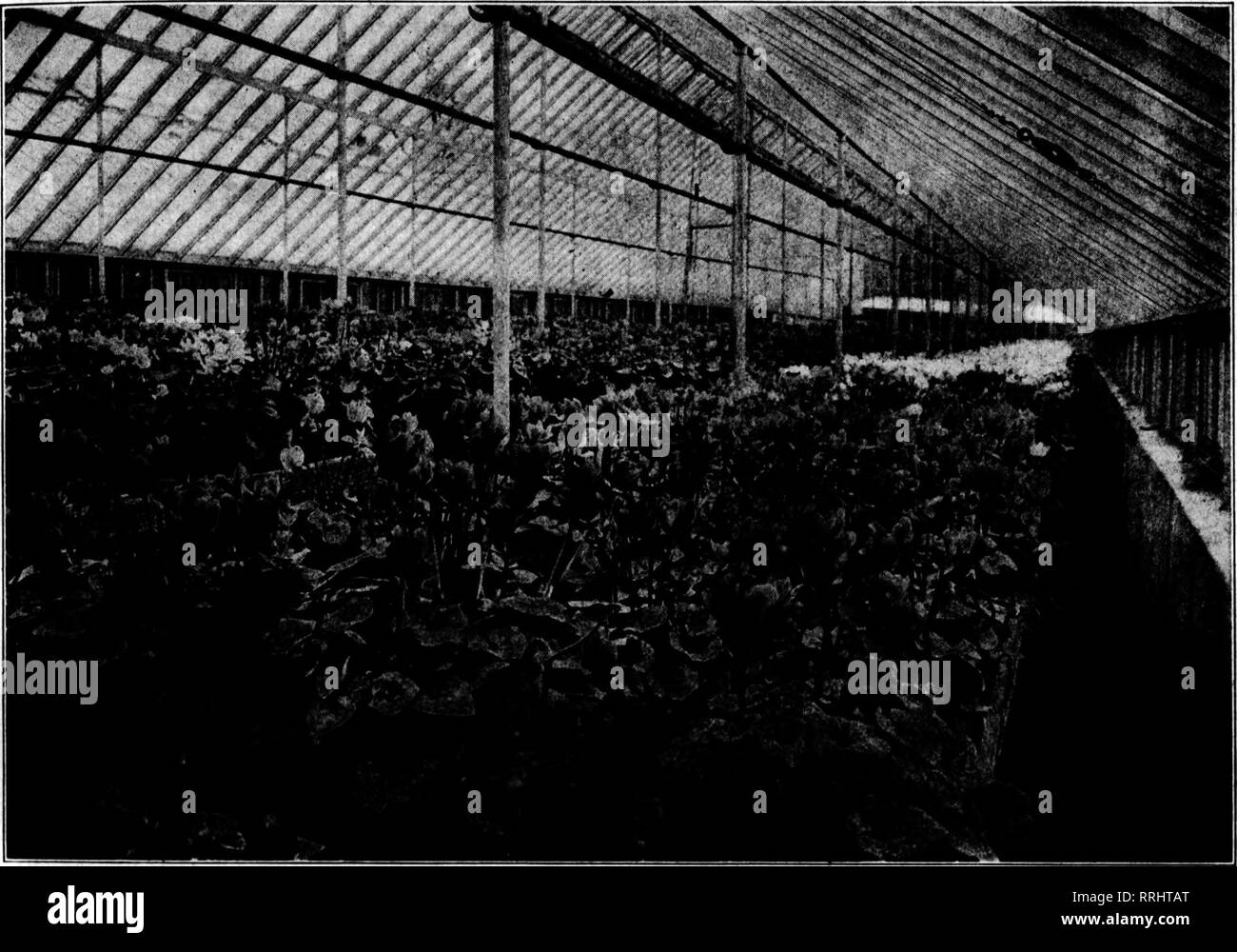 . Floristen Review [microform]. Blumenzucht. ^+ •. '^-^^;&lt; f Mai 13, 1920. Die Floristen^ Review 15. Cyclamen Giganteuin Saatgut bereit. JULI, 1920 In den letzten zehn Jahren haben wir besondere Anstrengungen bei der Verbesserung der Cyclamen gemacht haben, die gleiche meine persönliche Aufmerksamkeit. Wir glauben nicht, daß eine bessere Sorte überall um jeden Preis erhalten werden können. Wir oifer Die folgenden Sorten: Herrlichkeit des Wandsbek - Schöne Schattierungen von hell und dunkel Lachs. Daybreak - zarte Nuancen von Licht piuk, um Lachs. Weihnachtsatmosphäre - Blut rot. ': Leuchtendes Rot - sehr groß und fein. ? Ose von Marienthal - Licht rosy pink. Weiß, Pin Stockfoto