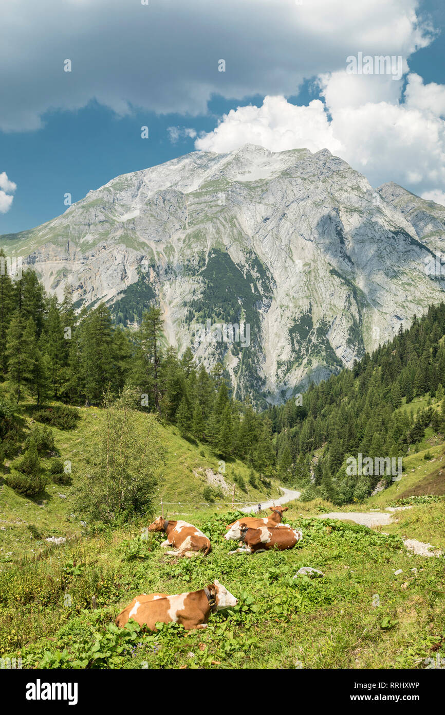 Kühe an Binselalm Alp im Naturschutzgebiet Karwendel, Tirol, Österreich, Europa Stockfoto