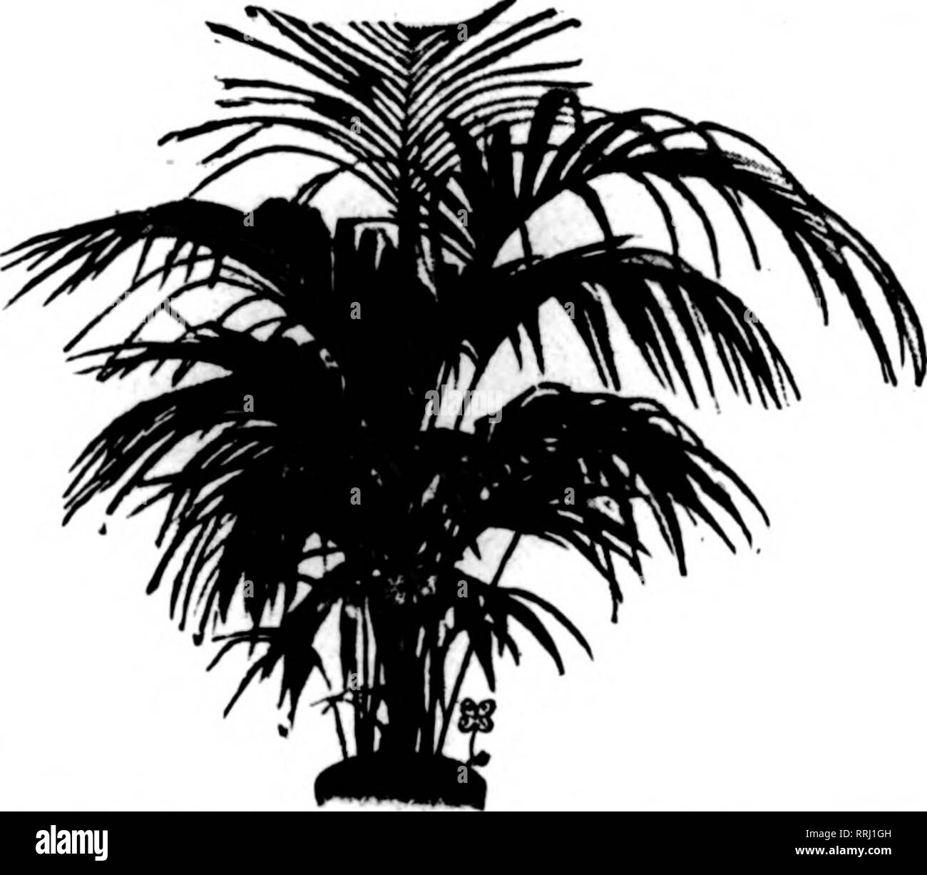 . Floristen Review [microform]. Blumenzucht. FiBBUABT 6, 1919. Die Floristen^ Review 105 PFLANZEN SIE JETZT Cyclamen Wahl Farben in voller Blüte 4-Zoll 25 c Jeder 5-Zoll 50 c und 75 c Jeder 6-Zoll 75 c und $ 1,00 Primula obconica Wahl Farben in der Blüte 4-Zoll 20 c Jeder 5-Zoll 40 c Jeder 6-Zoll 60 c Jeder Hortensien französische Art für Ostern blühen 1 Blütentrieb.. iCc 2 Blütentriebe 20c3 blühende Triebe 30 c 4 und 5 Blütentriebe 4 tc Dracaena indivisa Starke 5-Zoll 40 c Jeder 6-Zoll 60 c Jeder Asparagus Sprengeri 2% Zoll 5,00 $ pro 100 3-Zoll 8,00 pro 100 Wenn in Töpfe, Töpfe für extra berechnet. Stockfoto