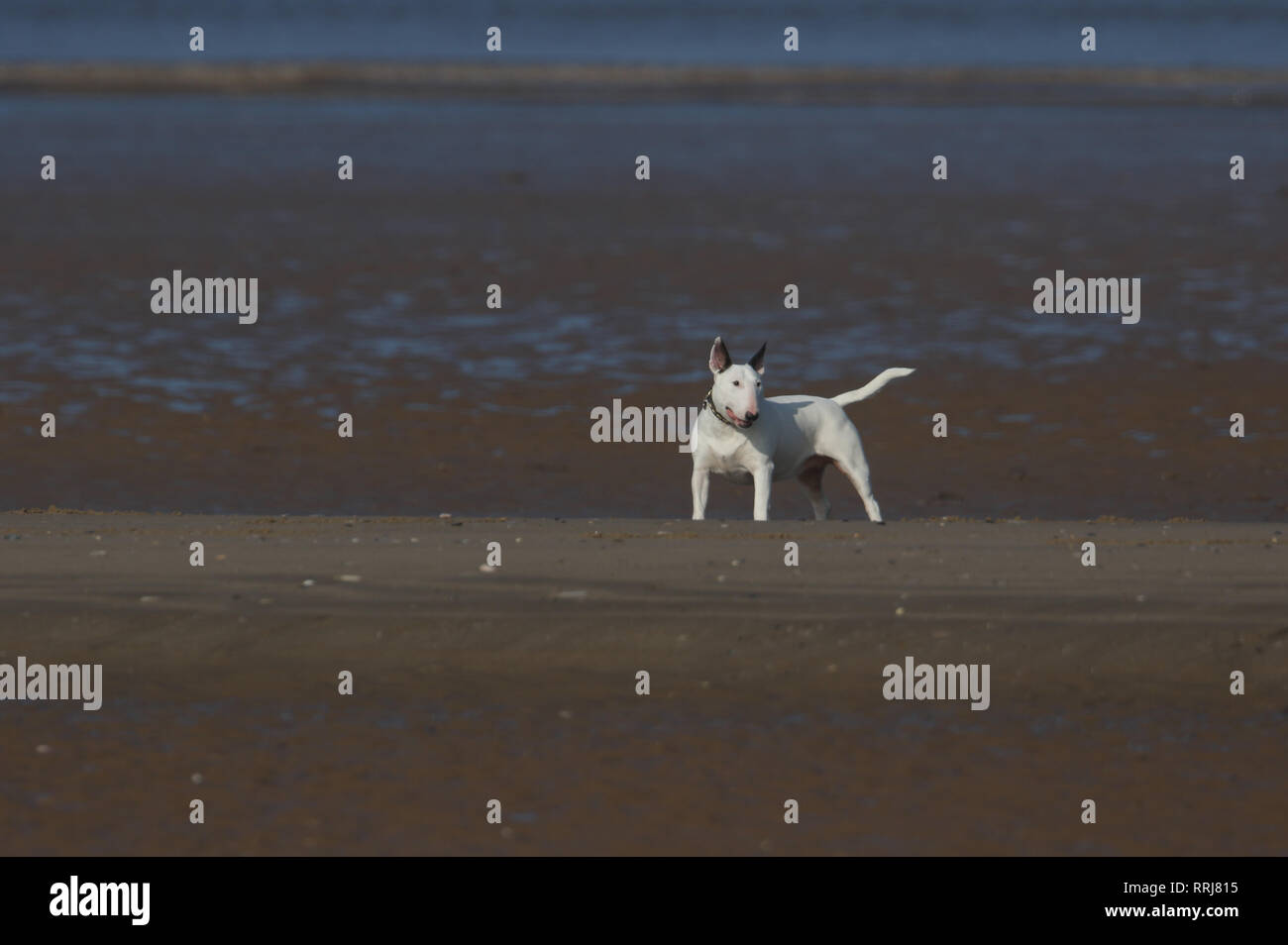 Ein schöner Englischer Bull Terrier Hund spielen am Strand. Stockfoto