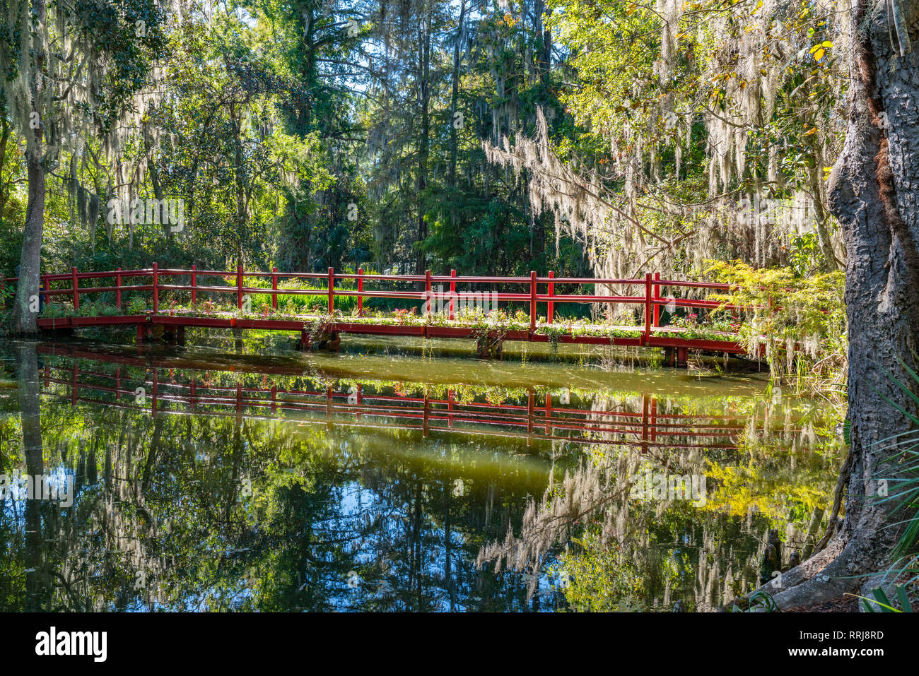Brücke über Cypress Gardens in Charleston, South Carolina Stockfoto
