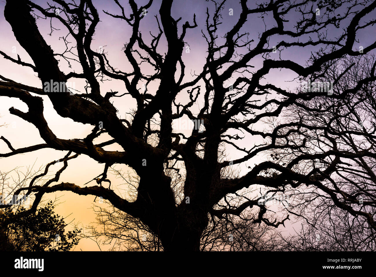 Eine alte Stiellose Eiche Quercus pontica silhouetted gegen die untergehende Sonne. Stockfoto