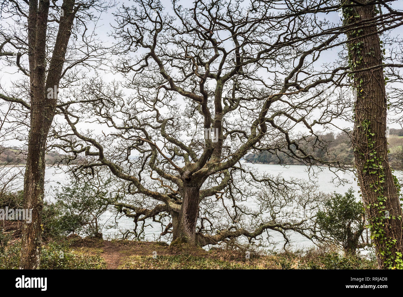 Ein Wald von Trauben-eiche Quercus pontica Bäume am Ufer des Flusses Fal in Cornwall. Stockfoto