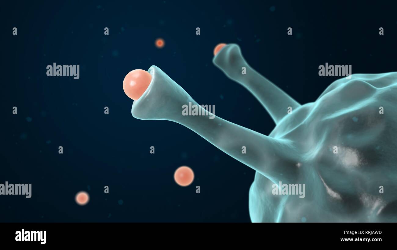 Makrophage engulfing pathogen. 3D-Darstellung. Weiße Blutkörperchen. Immunsystem. Stockfoto