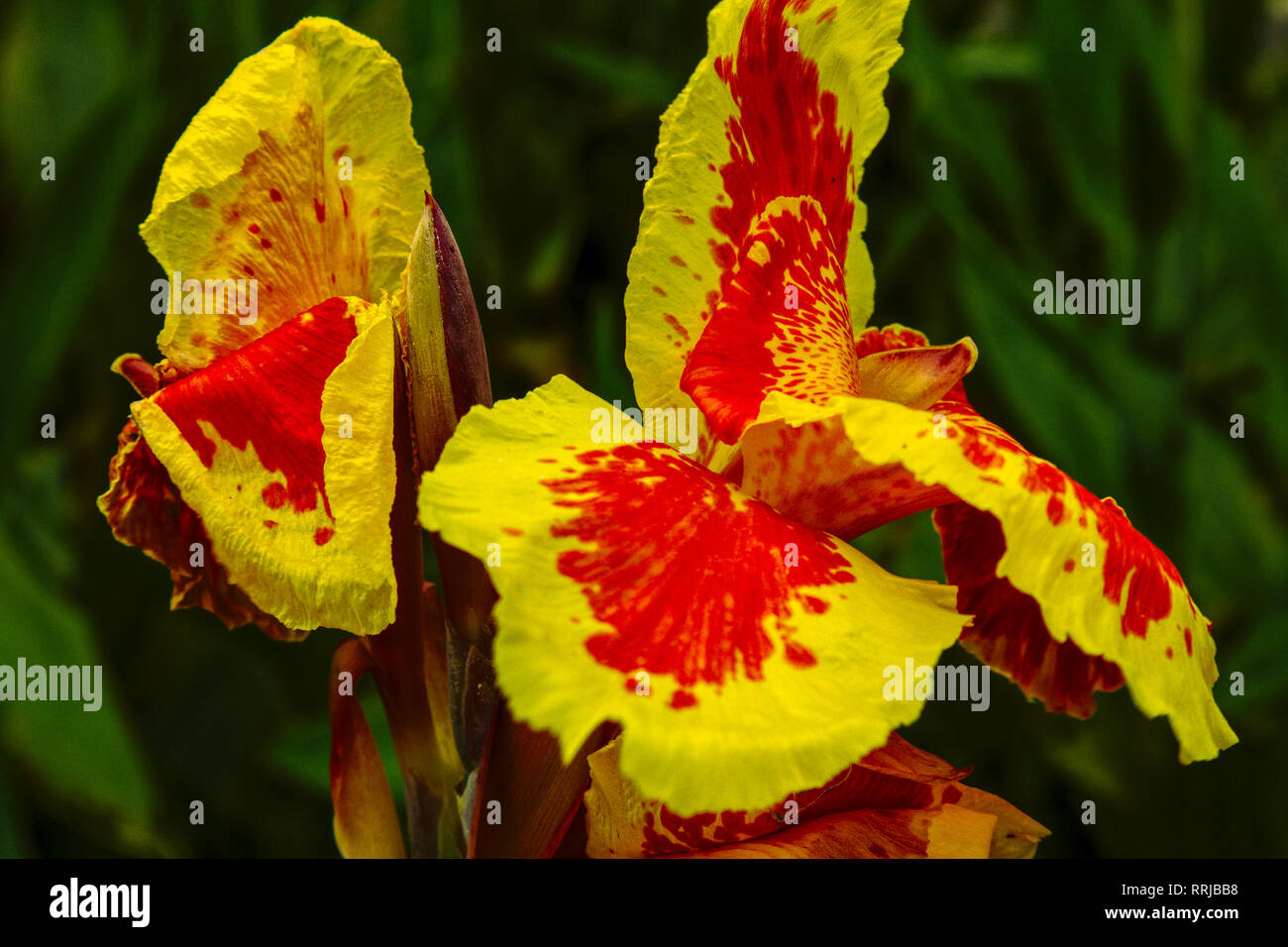 Gelbe Blume II. Stockfoto