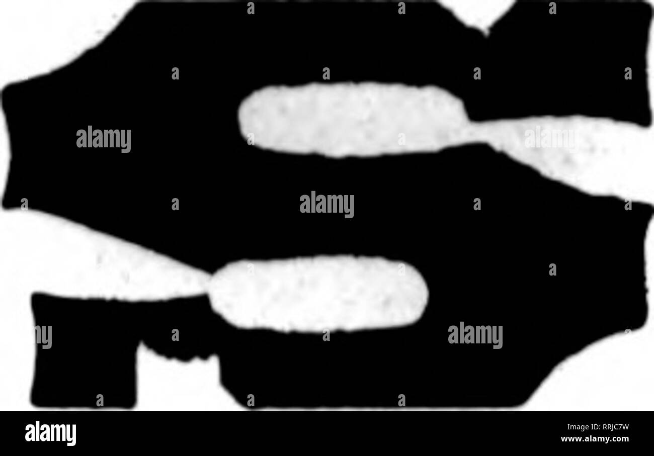 . Floristen Review [microform]. Blumenzucht. Jetzt zur Hand und zur Lieferung bereit. Um auf einmal und sichere schnelle Lieferung. Single Betten Hyacintlis, sechs separate Schattierungen. Miniatur Hyazinthen, genannt, Gertrude, Gigantea, Lady Derby, Grand Maitre, Johan, König des Blues, Königin des Blues, La Grandesse, L'Unschuld, Erste Größe namens Hyazinthen, Moreno, Gigantea, Ger - trude, Kardinal Wiseman, Grand Maitre, Königin des Blues, Johan, L'Innocence, La Grandesse, Mme. Van der Hoop, Lady Derby, zweite Größe namens Hyazinthen, gleiche Sorten wie oben. Einfache frühe Tulpen. Artus Couleur Cardinal Belle Al Stockfoto