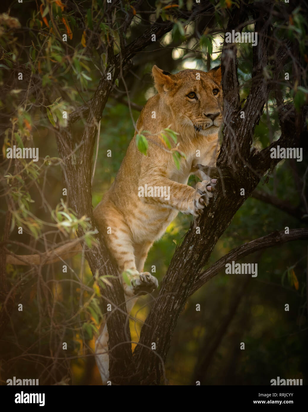 Lion Cub in einem Baum, Masai Mara, Kenia, Ostafrika, Südafrika Stockfoto