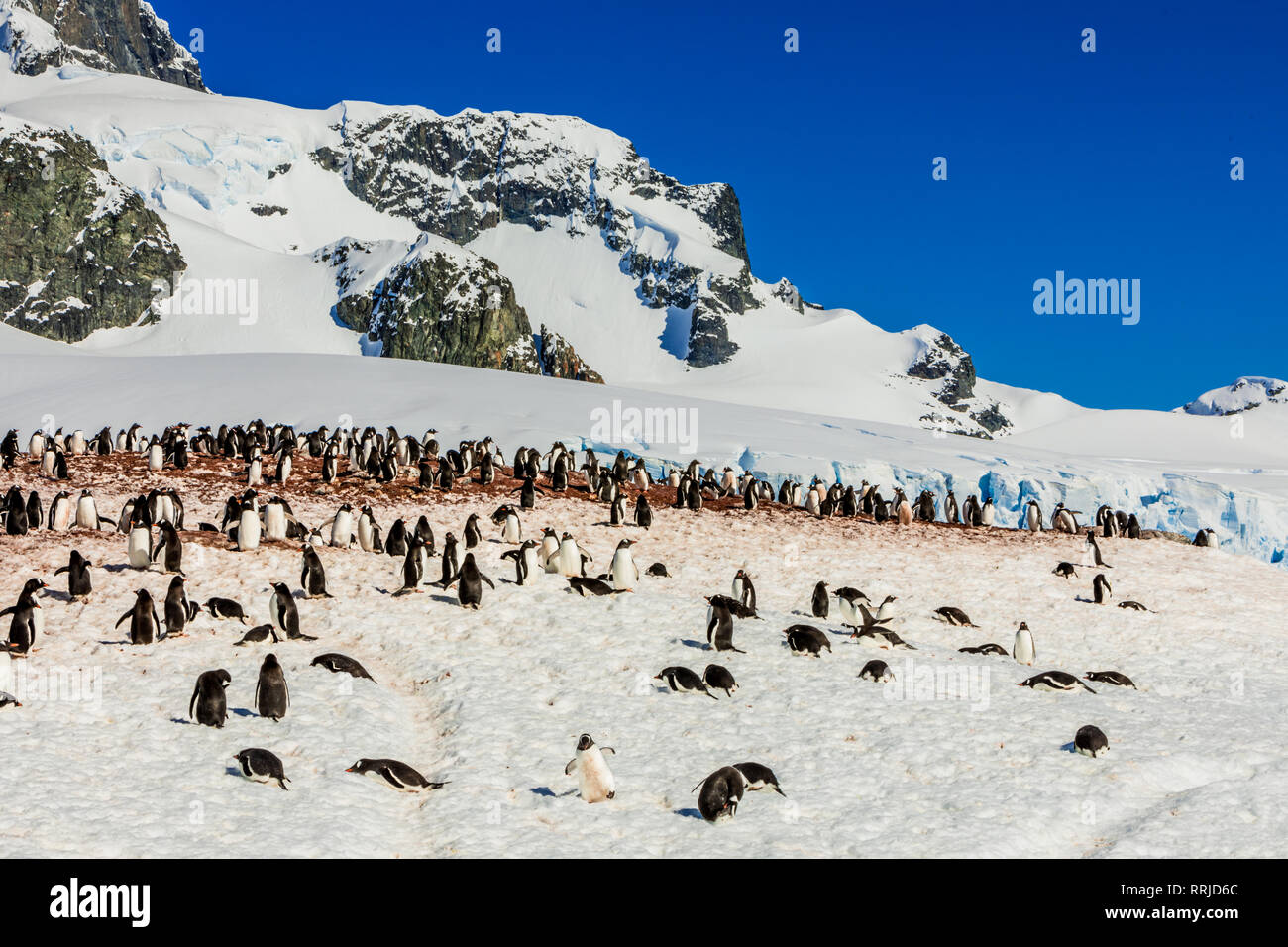 Gentoo Penguins roaming Um im malerischen Antarktis, Polargebiete Stockfoto