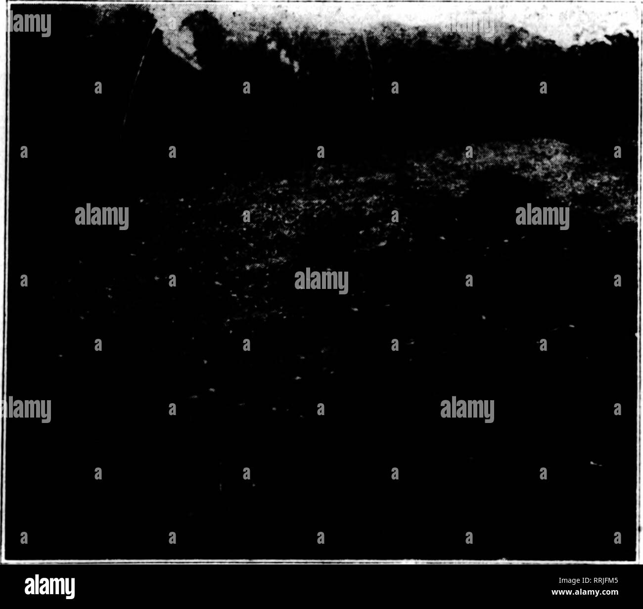 . Floristen Review [microform]. Blumenzucht. Ein Bereich der gesunden Lilien, erworben durch die amerikanische Glühbirne Co., für seine Kunden. Einige relevante Fakten Lilium Giganteum, die Frage zu entscheiden ist: "Ist es den Preis oder die Qualität, die Sie suchen, in Lily Glühbirnen?" Bevor unser Herr Miller, A., die für Japan verließ, wurde er durch unsere vielen Kunden gebeten, nur die Besten der kleinen der diesjährigen Ernte zu bringen. Um ihm zu ermöglichen, zu Plish dieses, war es notwendig, die Menge zu weniger als einem zu reduzieren - die Hälfte dessen, was er beginnen Sie ed zu erwerben. Es erforderte Investitionen von mehr als $ 100.000, die die Ameri Stockfoto