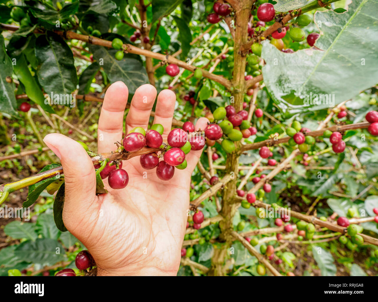 Kaffeekirschen, Kaffee Dreieck, Salento, Quindio Abteilung, Kolumbien, Südamerika Stockfoto