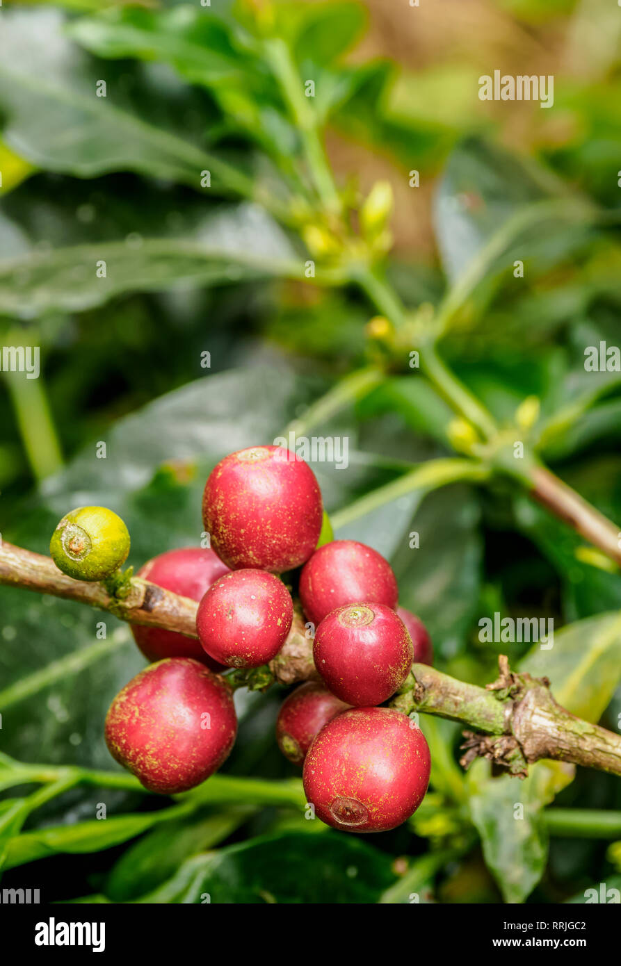 Kaffeekirschen, Kaffee Dreieck, Salento, Quindio Abteilung, Kolumbien, Südamerika Stockfoto