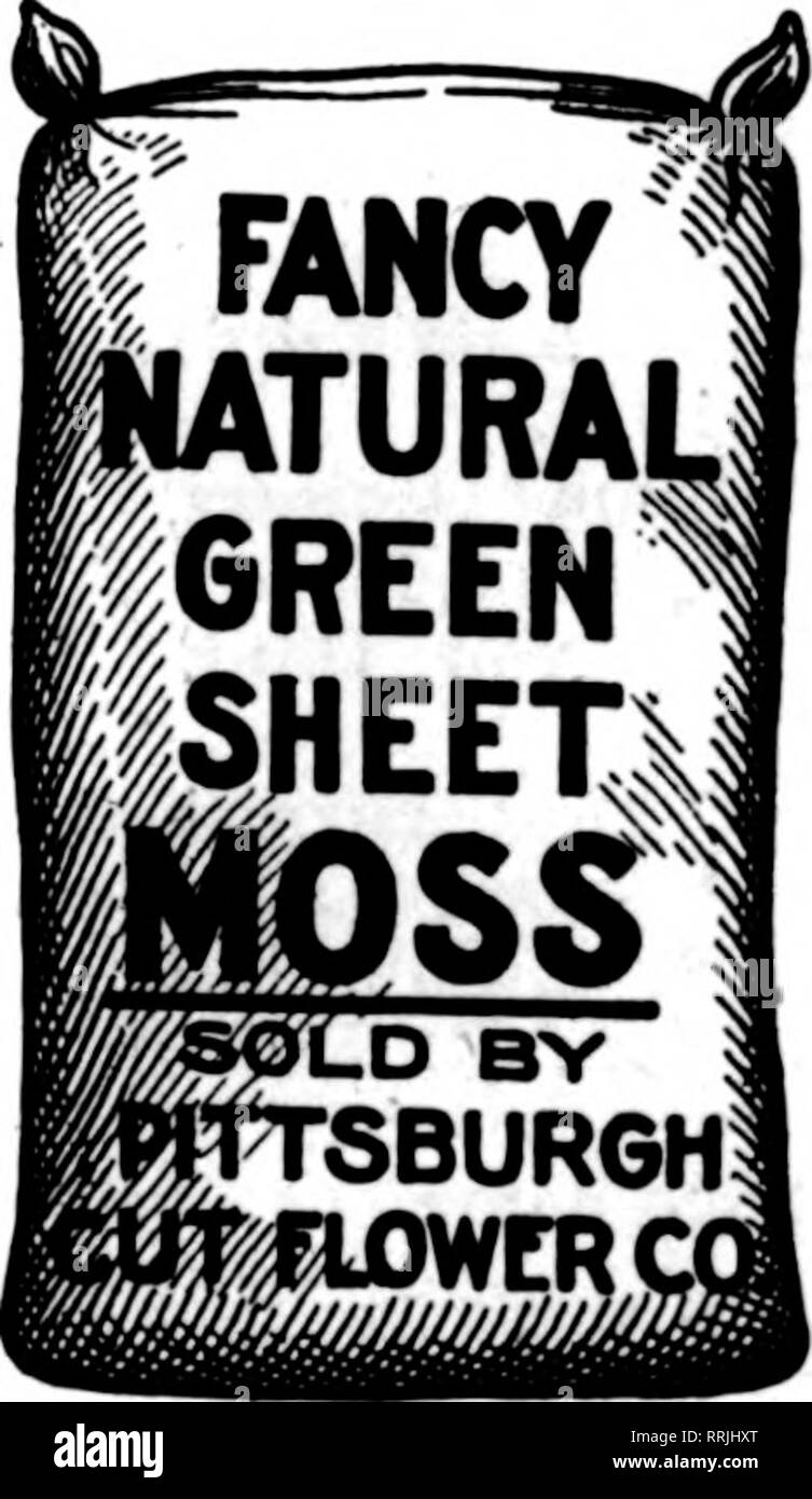 . Floristen Review [microform]. Blumenzucht. MILLINGTON. Masse. OWet. Naw Saleai, Matten. L. D. PbHtCMNCtiHS erwähnen die Überprüfung wenn Sie schreiben. Natürlich grüne Blatt Mose Pro 10-lb. Tasche, $ 1,75 gefärbt grün Blatt Moee P"r lO-lb. Tasche, $ 3.50 KNUD NIELSEN EVERGREEN. ALA. M. nllon rhe Überprüfung • Wenn yon-Schreiben. Grün Anmelden Moss lange Blätter - ZUSÄTZLICHE WAHL QUALITÄT - Hellgrün - Natürliche Luft getrocknet - große Taschen BLUERIDGE MOUNTAIN MOSS Um tbis Qualität für Ihre hängende Körbe Preis, pro h&AMP;g, $ 2,00 Sphagnum Moos lO-balelots, $ 18,50 Standard Größe Ballen Pittsburgh Schnittblume Co.116-118 Seventh Street, Pittsburgh Stockfoto
