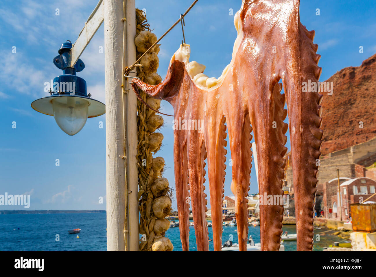 Octopus hing im Hafen von Oia, Santorini, Kykladen, Inseln der Ägäis zu trocknen, griechische Inseln, Griechenland, Europa Stockfoto