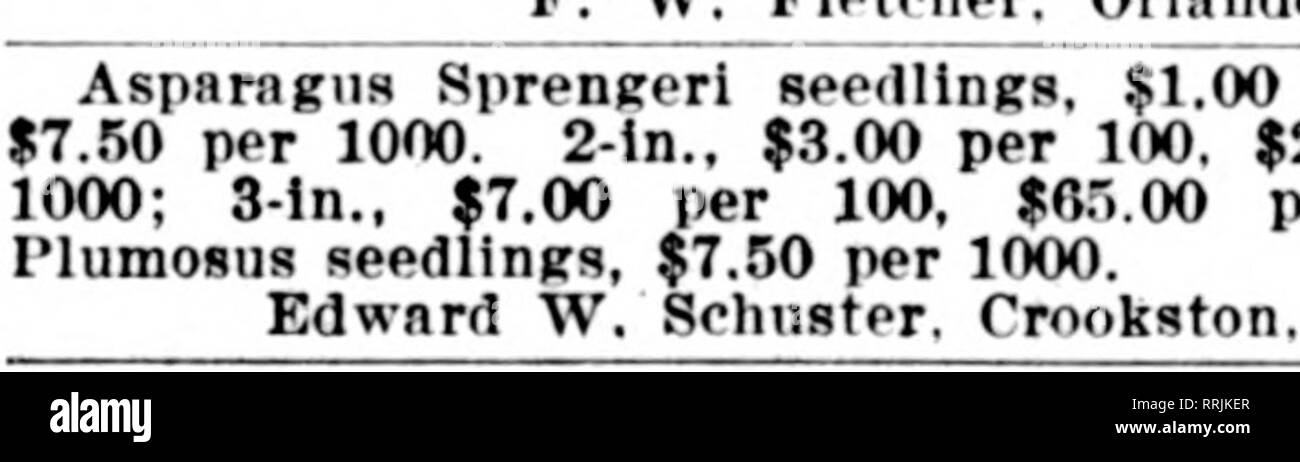 . Floristen Review [microform]. Blumenzucht. Abteilung%c Preis für Werbung in tiiis departneat 12^ Cent eine Zeile pro einfügen. Keine Werbung für weniger als 25 c akzeptiert. Asparagus plumosus, 4-in.-Töpfe $ 2,00 Doz. Asparagus plumosus, 6-in.-Töpfe 8,00 Doz. Asparagus plumosus, 6-in.-Töpfe 4.20 Doz. Spargel Sprengerl, 2%-ln. Töpfe 4,00 100 Diese sind schön buschig Topf gewachsene Betriebe bereit für sofortige Verkäufe. GEO. WITTBOLD CO., 737-739 Buckingham Place, Chicago. Spargel Sprengerl, 2K-in., feinen bestand. 4,50 $ pro 100, $ 40,00 pro 1000; Asparagus plumosus Nanus. 8-in., $ 8,00 pro 100: 2-ln.. str Stockfoto