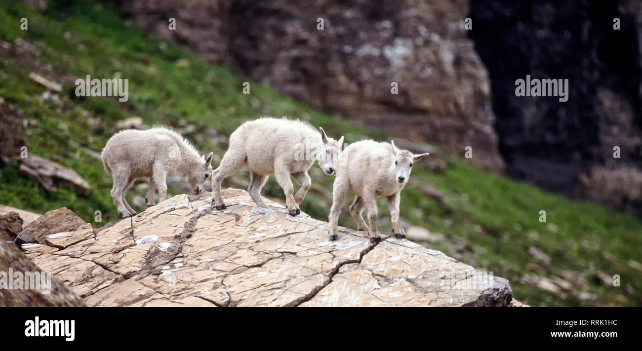 Mountain Goat Kinder (Oreamnos americanus), Glacier National Park, Montana, USA Stockfoto
