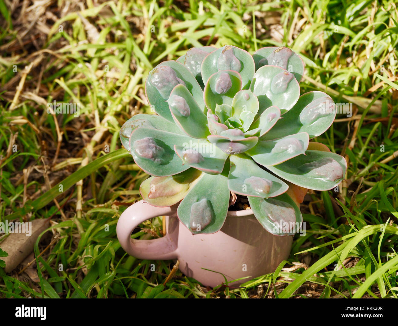 Sukkulenten-Garten Stockfoto