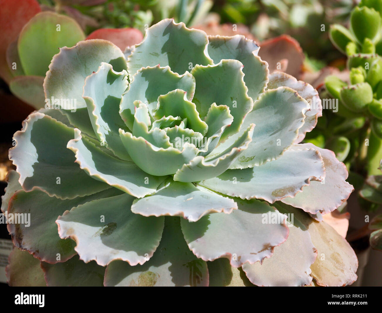 Sukkulenten-Garten Stockfoto