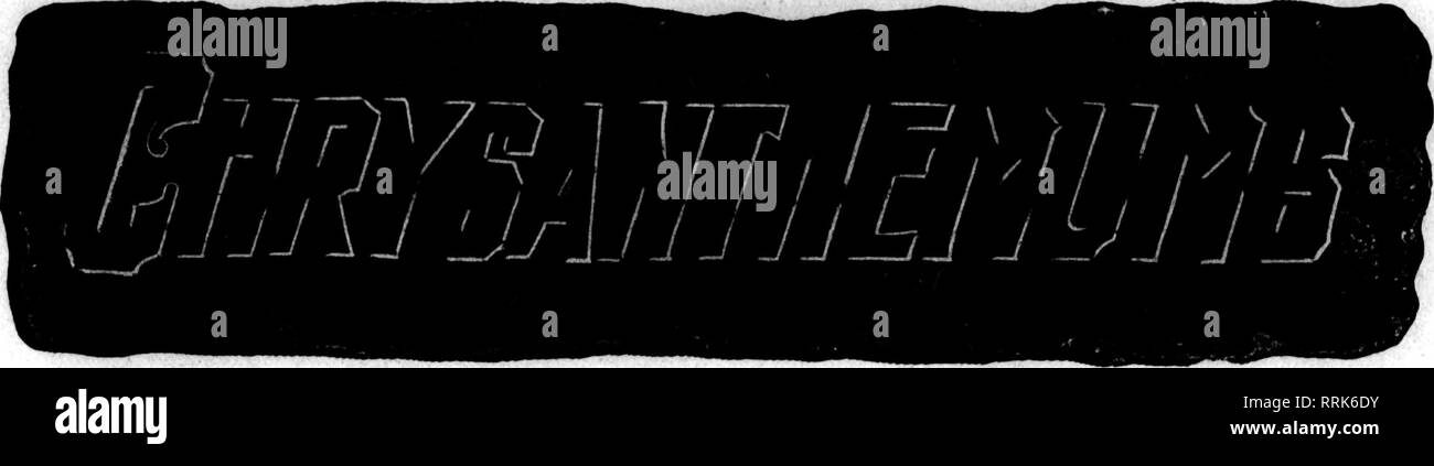 . Floristen Review [microform]. Blumenzucht. 28 Die Floristen Review November 20, 1010. Bitte beachten Sie, dass diese Bilder sind von der gescannten Seite Bilder, die digital für die Lesbarkeit verbessert haben mögen - Färbung und Aussehen dieser Abbildungen können nicht perfekt dem Original ähneln. extrahiert. Chicago: Floristen Pub. Co Stockfoto