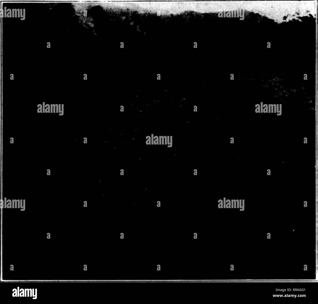 . Floristen Review [microform]. Blumenzucht. Ein Bereich der gesunden Lilien, erworben durch die amerikanische Glühbirne Co., für seine Kunden. Einige relevante Fakten Laium Giganteum, die Frage zu entscheiden ist: "Ist es den Preis oder die Qualität, die Sie suchen, in Lily Glühbirnen?" Bevor unser Herr Miller, A., die für Japan verließ, wurde er durch unsere vielen Kunden gebeten, nur die Besten der kleinen der diesjährigen Ernte zu bringen. Um ihm zu ermöglichen, zu Plish dieses, war es notwendig, zu reduzieren, um den Qi^ antity bezogen auf weniger als die Hälfte was er beginnen Sie ed zu erwerben. Es bedarf mehr als $ Loo, O0U-Investitionen, die die Ameri Stockfoto