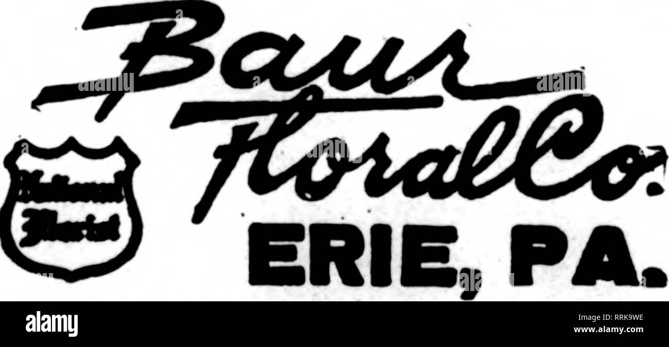 . Floristen Review [microform]. Blumenzucht. "Ich Sem Mitglied S. T. D. Die größte Beliebte günstiges Haus in Philadelphia. F. M. ROSS Bestellungen bis 136 So. senden 52Nd Street, Philadelphia andere Stores 13 So. 60Th St., 212 E. Girard Av. PHILADELPHIA Floristen nicht Mitglieder der F. T. D. Bitte wird Bar mit Bestellungen senden. Jo Jo Hakmelirs $ m $ Die feinsten Floristik, Blumen und Pflanzen auf telegraphische Aufträge eingerichtet. Et 5 PMMclpMa Hr. CRESCENT BLUMENGARTEN SHKBHf OFFKBf. K, Vorschl. WARREN, PA, UiAKK, lUlRlaT, ich "4 Washington AVe. Die Floristen * Telegraph Lieferung Bestellungen für nordöstliche Fennsyl Stockfoto