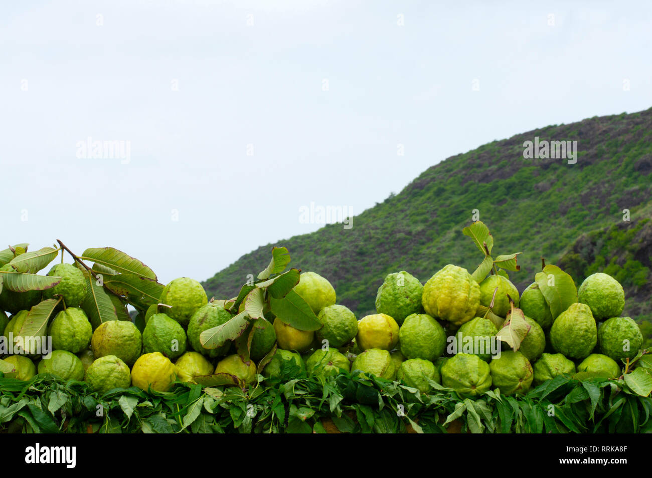 Guave Obst zum Verkauf in der Nähe von Pune, Maharashtra, Indien Stockfoto