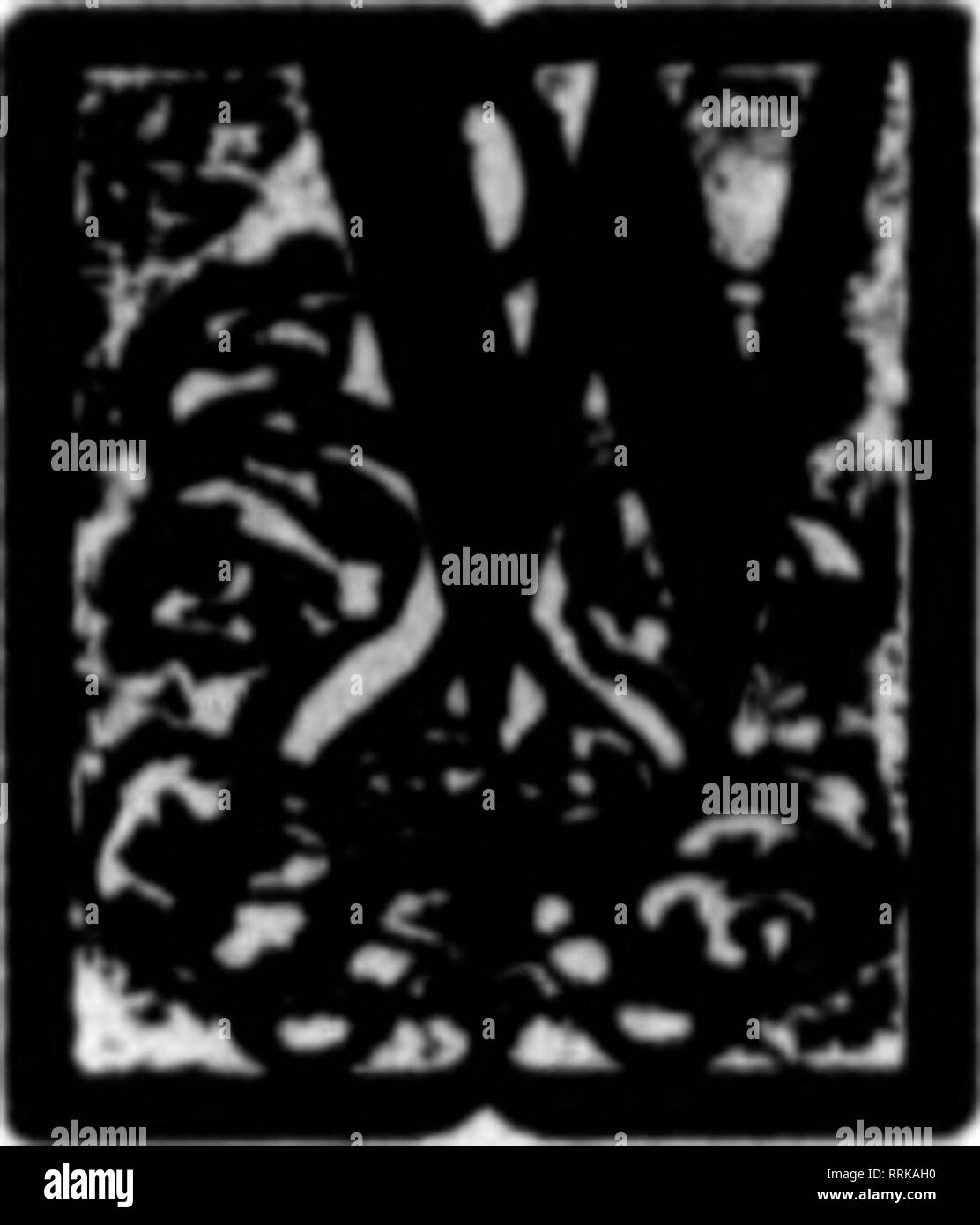 . Floristen Review [microform]. Blumenzucht. E hören, dass Mamas verspätet sind. Aber sie würde es nicht von den Blicken unserer Zähler wissen! Die Tatsache ist, dass wir mehrere komplette Sortiment an diesem Empfang gelbe Königin, goldenen Glanz, Robt. Halliday, Smith's voraus, Crystal Qem, frühen Schnee, Oconto, Polly Rose, Unaka und andere. Kann jede Größe, jede Farbe oder jede Menge sie möchten - lassen Sie uns wissen, was. Pompons sind bereit - bronze,^ Braun und Gelb. HOOSIER SCHÖNHEIT und andere erstklassige Rosen die Hoosier Schönheit, die wir in dieser Woche anbieten, sind die schönsten Rosen jetzt in diesem Markt und insbesondere Appell an die re Stockfoto
