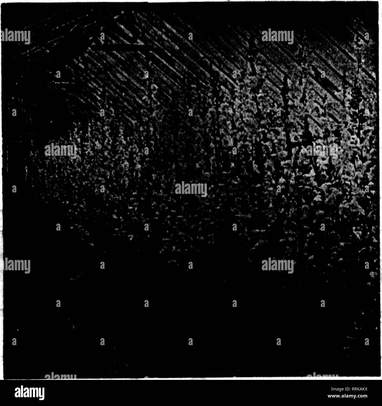. Floristen Review [microform]. Blumenzucht. 64 Die Floristen^ Bewertung August 1, 1917. w Ich. SNAPDRAGON ZAHLT beim Senden einer Nachbestellung für snapdragon Saatgut, K. J. Snyder,Germantown, N.Y., schreibt: "Im März und April alleine, ab 148 Pflanzen von ihrem Silber Rosa Snapdragon, schnitt ich $ 150,00 Wert der Blüten. Ich denke, das war für die Bank Zimmer sie besetzten." Wissen Sie, jede Anlage, die so gut tun wird? Saatgut sollte jetzt für Pflanzen gesät werden Mütter zu folgen. Wir haben Samen wie folgt: Samen unserer berühmten Silber Rosa, $ 1,00 pro Pck.; 3 für $ 2,50; 7 für $ 5,00. Saatgut von Nelrose, Granat, Stockfoto