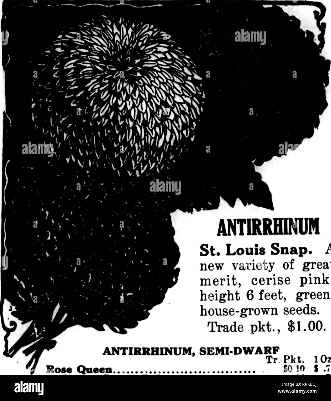 . Floristen Review [microform]. Blumenzucht. 74 Die Floristen Review Januabt 23, 1919. Blumensamen für Floristen. ANTIRRHDWH St. Louis einrasten. Eine neue Sorte von großer Verdienst, kirschrot Rosa, Höhe 6 m, grün - Haus - angebauten Samen. Handel pkt., $ 1,00. ANTIRRHINUM, SEMI-ZWERG Tr Pkt. Rose Queen. SO 10 Defiance (rotbraun Rot) 10 Crimson King (Deep Red) 10 goldene Qaeen 10 Daphne (Soft Blush Pink) 10 gemischt 10 Maiitlmum Süß. Teppich Schnee kleines Juwel ALYSSUM .10 .10 lOz $ .75 .76 .76 .75 .75 7.5 .16 .40 .40 ST. LOUIS.de ASTERN EXTRA FRÜH PERFEKTION - Sie sind früher als Königin der Markt. Die ste Stockfoto