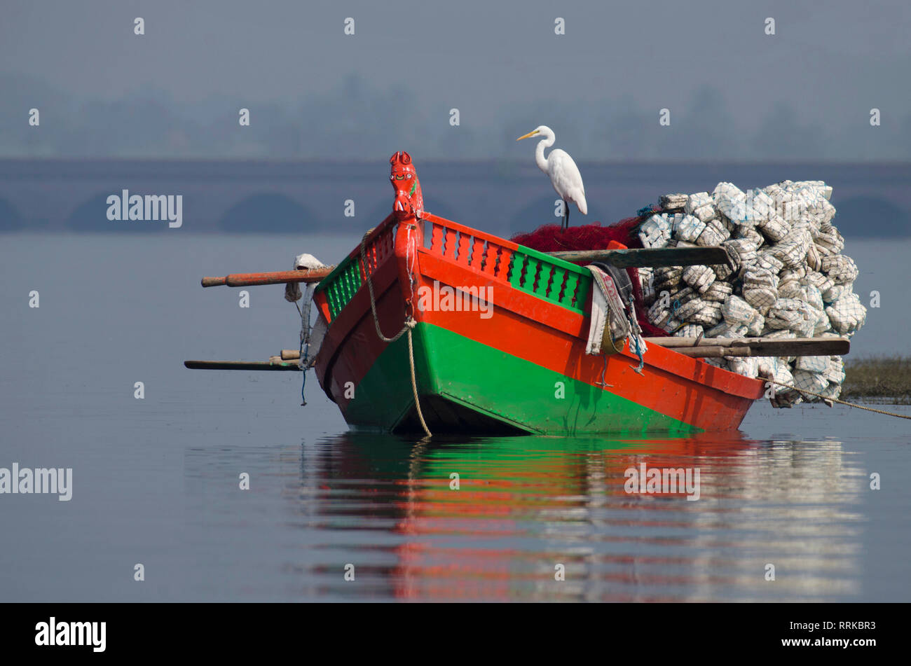 Silberreiher, Ardea alba auf einem Fischerboot an Bhigwan, Pune, Maharashtra, Indien sitzen. Stockfoto