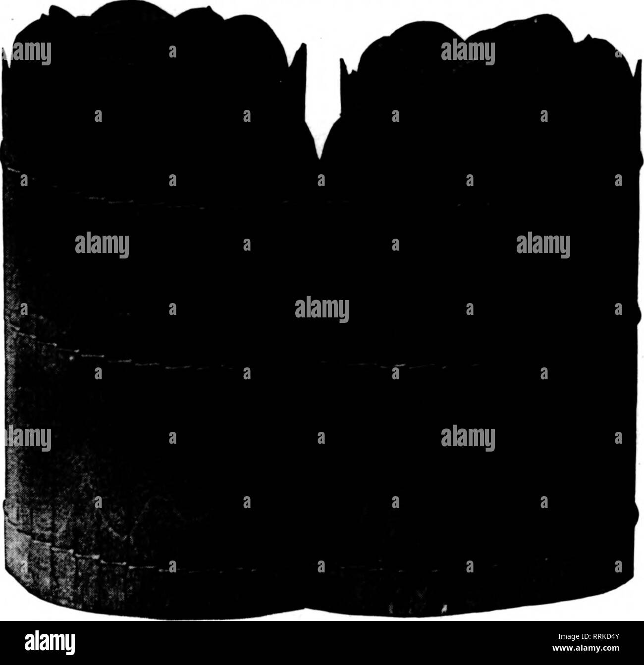 . Floristen Review [microform]. Blumenzucht. Einfach abrollen um irgendwelche alten Box und Tack in Position. Ein Fibre ribbon rund um den Seiten der Kiste gebunden fügt dem Aussehen. Bautafeln, gebeizt Dunkelgrün und auf angeheftet, eine getäfelte Effekt zu erzeugen, macht eine permanente Blumenkasten, die im Freien verwendet werden kann. Topfpflanzen können in das Feld für die Anzeige verwendet werden, wenn gewünscht. Für BLUMENTÖPFE UND TOPFPFLANZEN Krepp - Holz ist um den Topf mit einem Band, Schnur oder Draht gebunden. Probieren Sie es in Ihrem Fenster oder Display stand. Scheuen Sie sich nicht nass zu werden. Senden 20 CENT FÜR DIE ROLLEN. 6 Zoll breit. 10 Fuß langen FOTO O Stockfoto