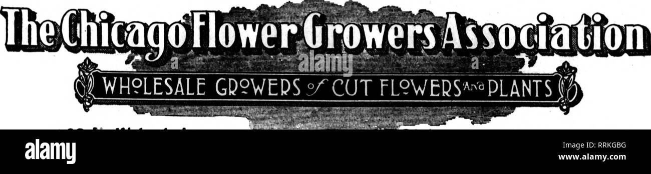 . Floristen Review [microform]. Blumenzucht. 26 Die Floristen^ Review SeptemBeu 6, 1917. 182 N. Wabash Avenue CKiC ^^O I.D. Telefon 631 Rnialpk WIR' bitte deinen Nächsten^ LASST UNS PtEftSE sie große Lieferung von fancy Astern. Das sind sehr gute Werte. GlaclLoli in allen führenden Sorten, darunter zahlreiche Neuheiten. Rosen sind in der Qualität verbessert. Sie werden unser Lager excepiionally Fein finden. Wir setzen gute Qolden Glow Mamas. Hier bestellen - SIE KÖNNEN NICHT BESSER ANDERSWO - oft nicht annähernd so gut. Erwähnen Sie die Eevlew wenn Sie schreiben. ? WIETOR BROS.. 162 N. WABASH AVENUE, Frau Chas. CHICAGU Russell Pro Stockfoto