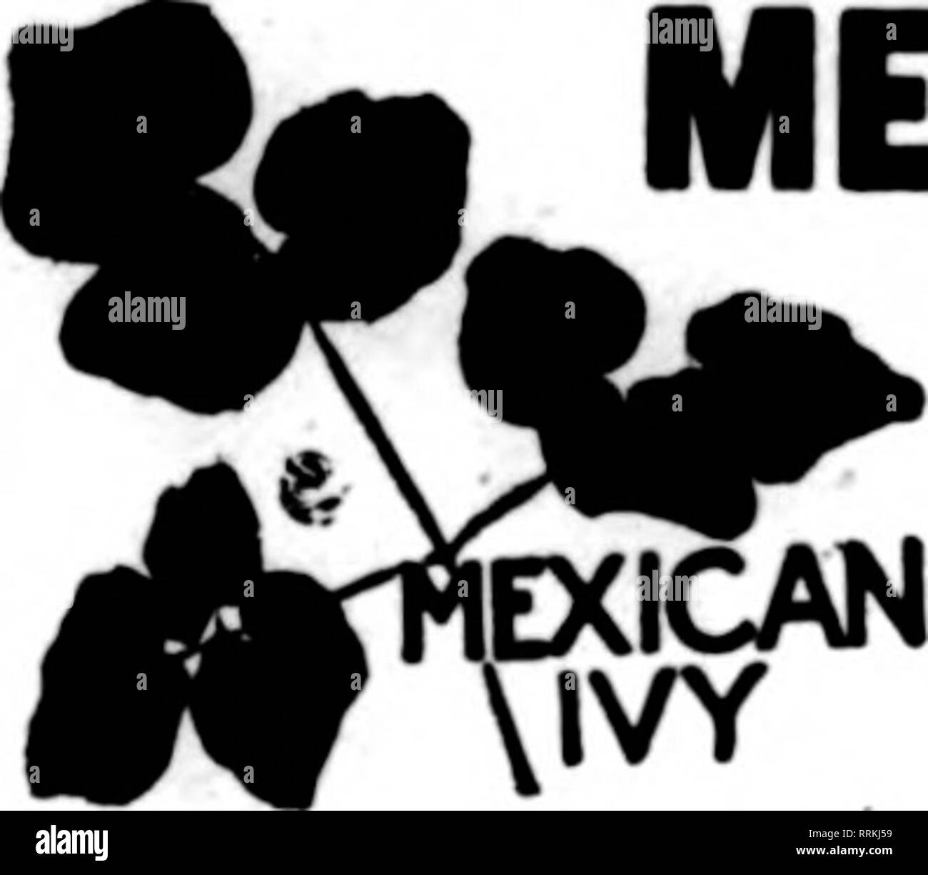 . Floristen Review [microform]. Blumenzucht. Eigenen ROOT FELD GEWACHSEN Howard Rose Co Hemet. n Kalifornien. Erwähnen Sie die Überprüfung beim Yon schreiben. Mexikanische Efeu Neue Ernte Nun FXirAN HUMBOLDT GRÄT^^ DfenriBe ERGREEN CO. H-heWtCe..Cil. SANTA CRUZ, CAL. Los Robles Freesien - Callas erwähnen die Überprüfung beim Yon schreiben. Freesie REINHEIT UND ANDERE LAMPEN Schreiben für Preise C. lUtt Gnwer LiUey, Bilk, Saati Criz, Cilil. Bitte beachten Sie, dass diese Bilder aus gescannten Seite Bilder, die digital für die Lesbarkeit verbessert haben mögen - Färbung und Aussehen dieser Abbildungen können nicht Perfekt res extrahiert werden Stockfoto