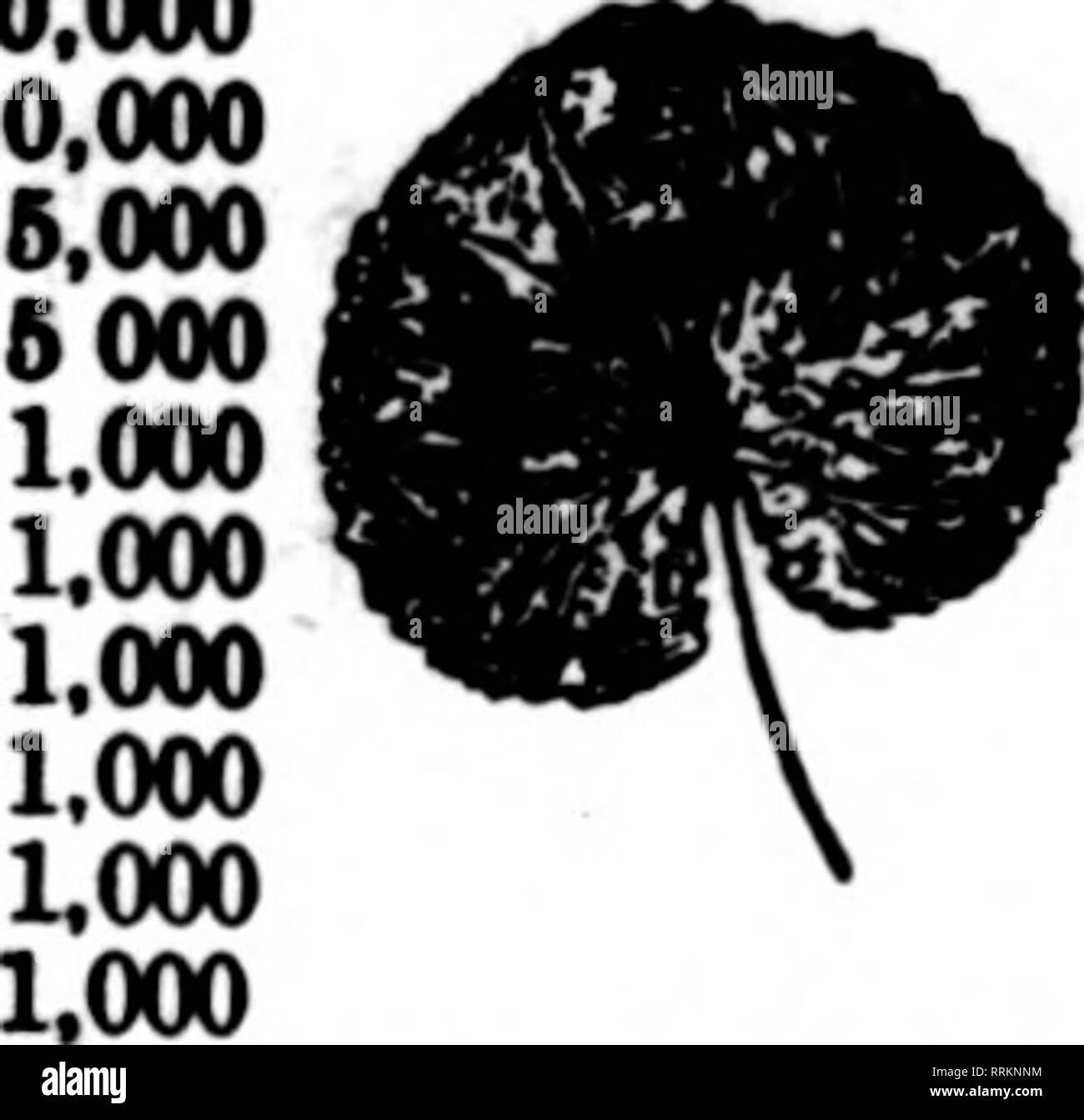 . Floristen Review [microform]. Blumenzucht. Erwähnen Sie die Überprüfung bei der Yog schreiben. ENIL SCHLOSS, Prcs. und Baeume. Die MULTIFUNKTIONSLEISTE HAUS ScHLOSs Bros., Bänder, Inc. ZENTRALE FÜR BÄNDER FLORISTEN CHIFFON UND NEUHEITEN 31 und 33 East 28. Straße, NEW YORK ich erwähne die ReTlew wenn yon Schreiben. mehr als in der Stadt. Die Geißel der Lungenentzündung und Grippe hat gehalten Lager besenrein Abwärts für die Beerdigung Designs zu rocken. Wir haben ein paar gute zweite - fruchtart Mamas auf dem Markt immer noch und sie sind sicherlich sehr geschätzt. Wir sehen ein paar gute Azaleen hier und dort, um zu zeigen, dass wir Ihnen wachsen können, wenn w Stockfoto